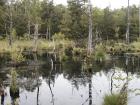 thumbs/18_pietzmoor3.jpg